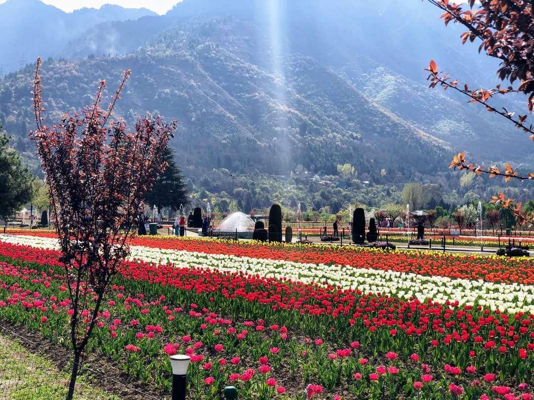 Kashmir Tulip Festival package Tour