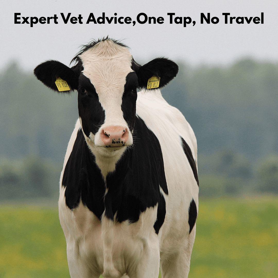 Online Animal Doctor