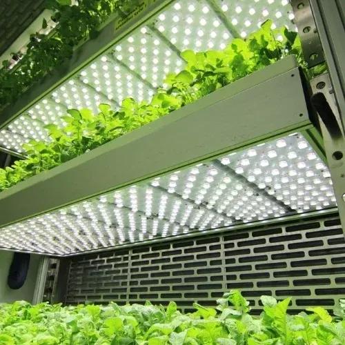 Trusted Polyhouse Suppliers in India - Sheel Biotech Leading the Way