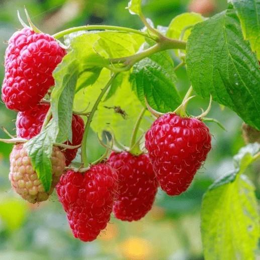 Raspberry Plants in India - Grow Fresh & Juicy Berries with Sheel Biotech