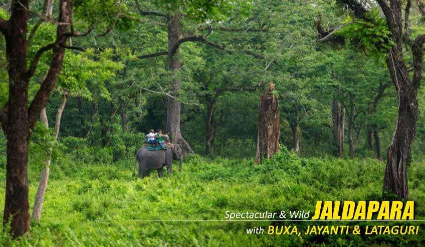 Dooars Tour with Jaldapara Elephant Safari: Experience Thrill of Rhino Country