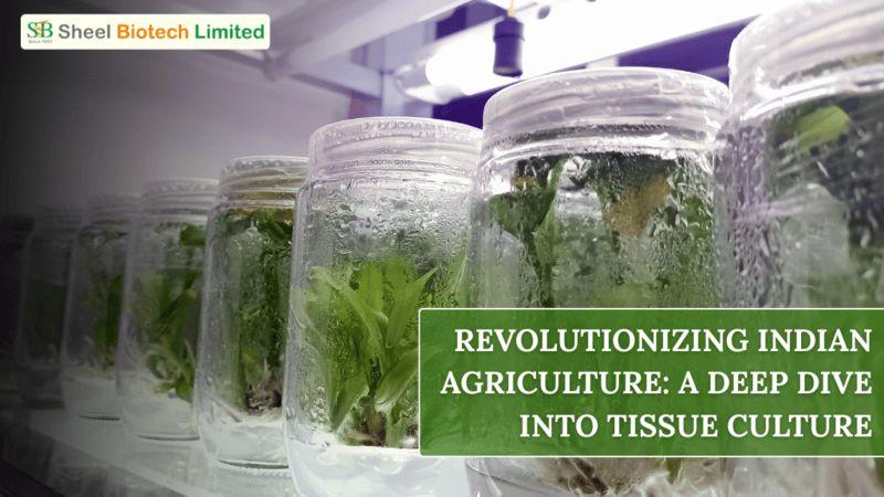 Revolutionizing Indian Agriculture: A Deep Dive into Tissue Culture