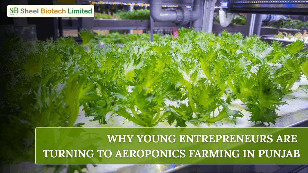 Why Are Young Entrepreneurs Turning to Aeroponics Farming in Punjab?