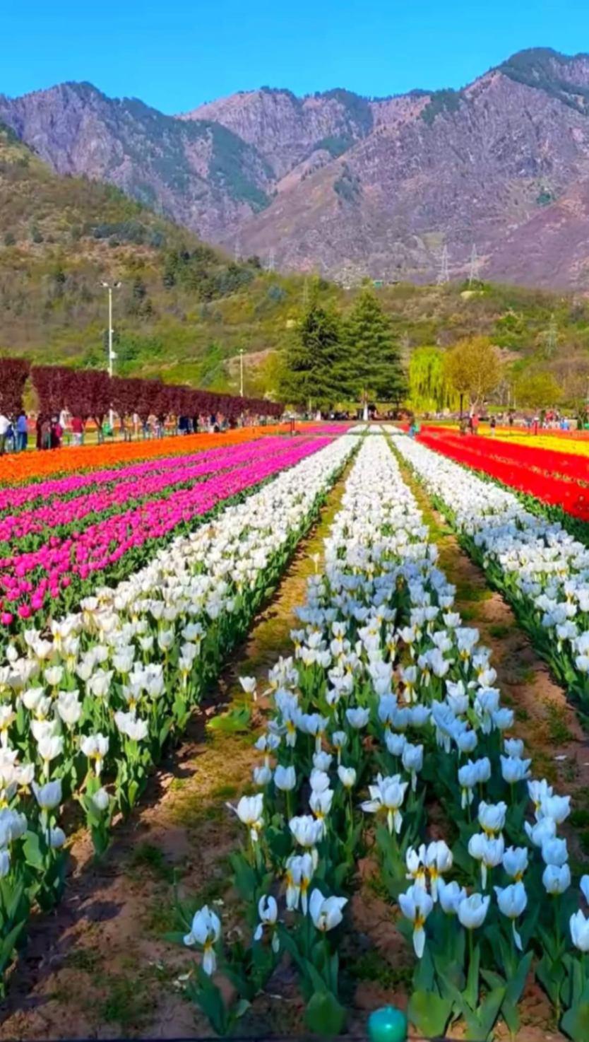 Tulip Festival Spl Kashmir Package Tour By Adorable Vacation