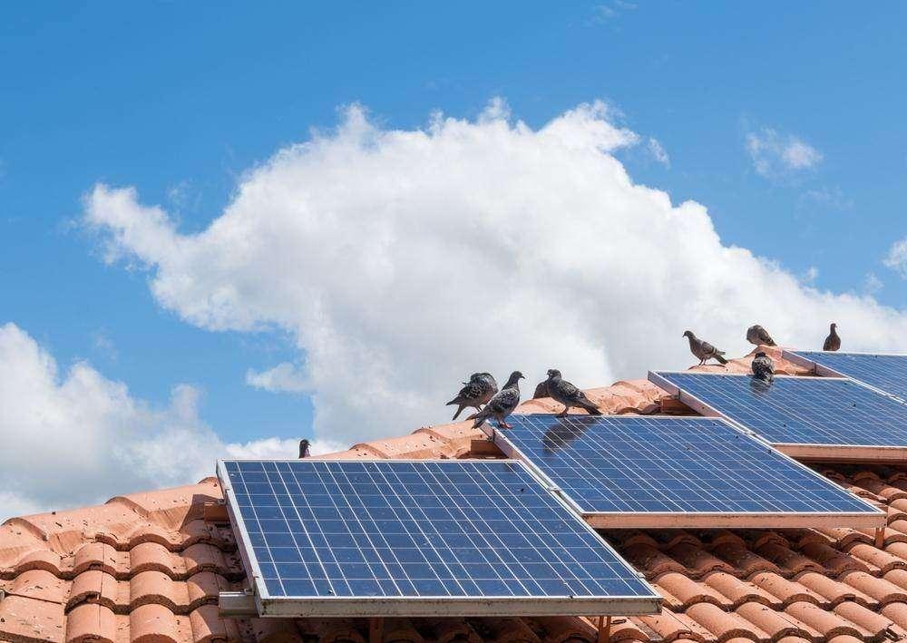 Solar Panel Bird Proofing Adelaide | Tom's Pest Control Adelaide