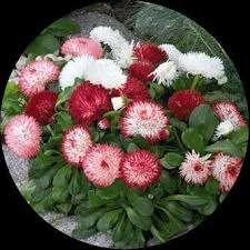 Elegant All Black Suit For Women Available Now At Gulbhahar