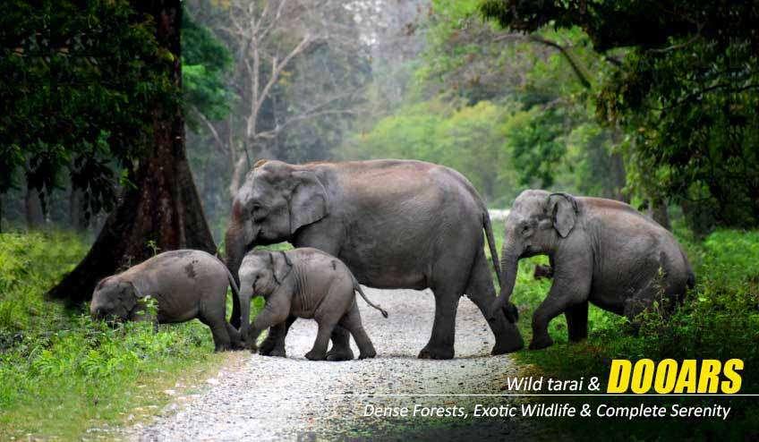Best Time to Plan a Dooars Tour with Jaldapara Elephant Safari