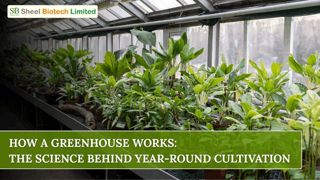 How a Greenhouse Works: The Science Behind Year-Round Cultivation