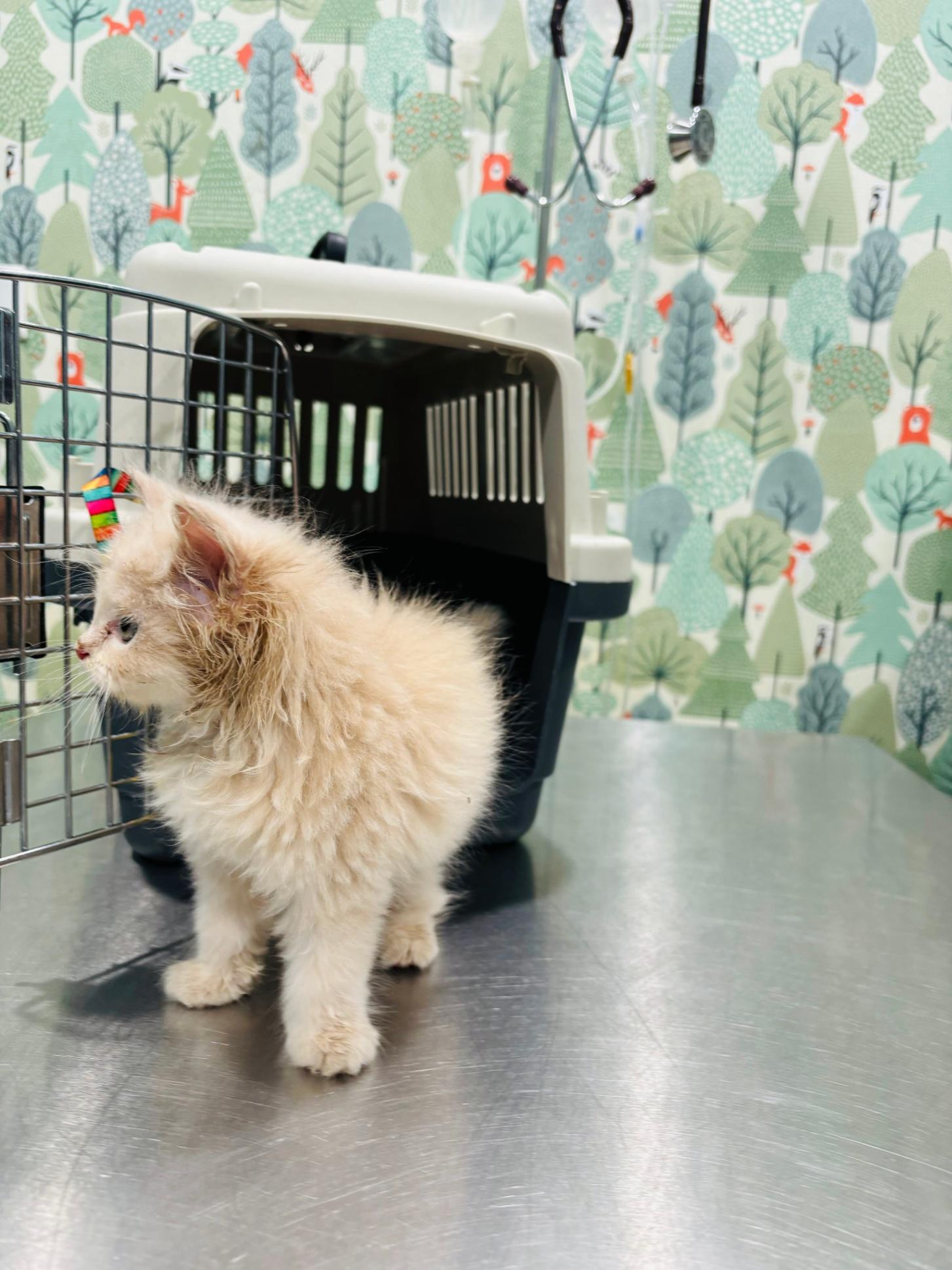 Billu & Bella - Urgent pet treatment dwarka