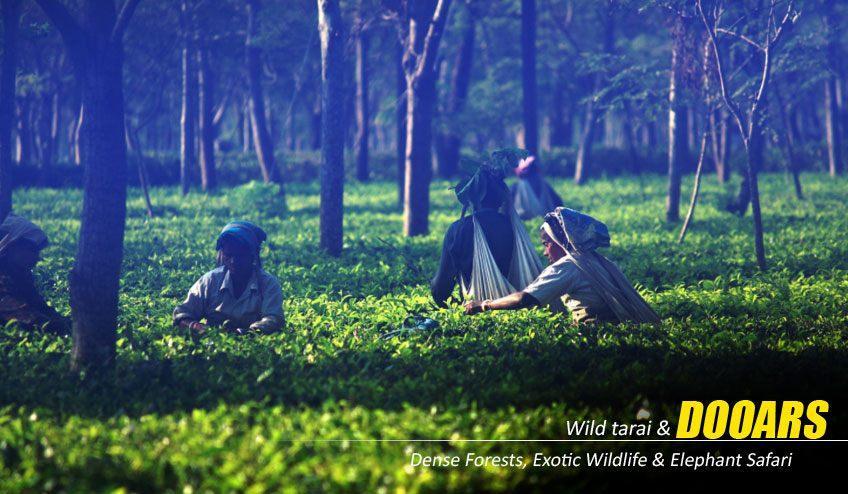 Dooars Tour Package from Kolkata : Discover Untouched Beauty of Forest and River