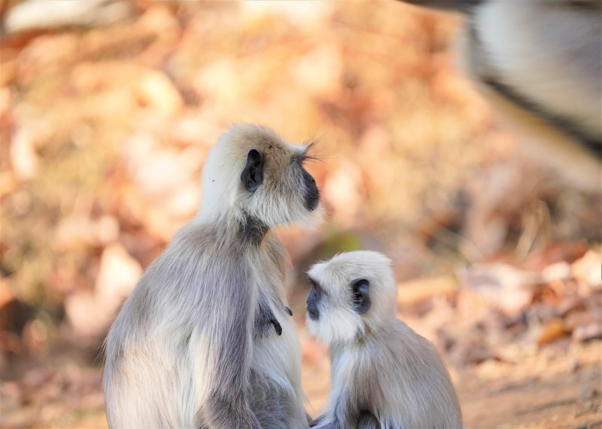 Humans Are the Dangerous Animal | Insights by Saji Kumar