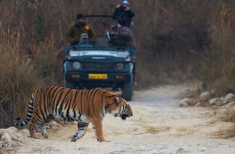 Golden Triangle Tiger Tour with Odin Tours