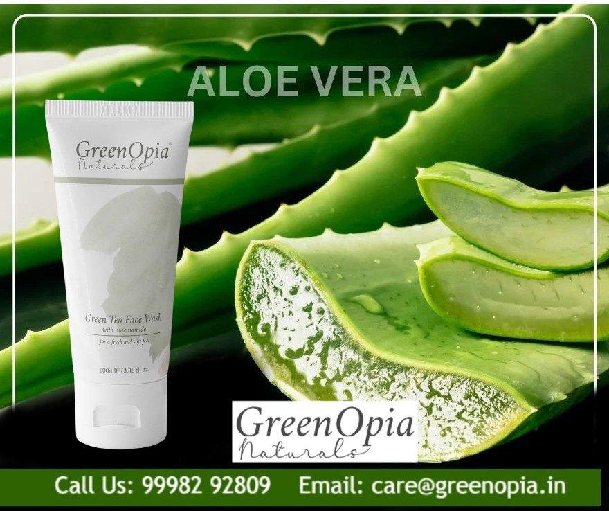 Why Your Oily Skin Needs Aloe Vera in a Green Tea Face Wash - Greenopia