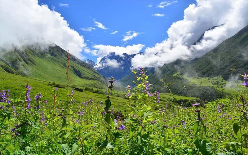 Valley of Flowers From Haridwar