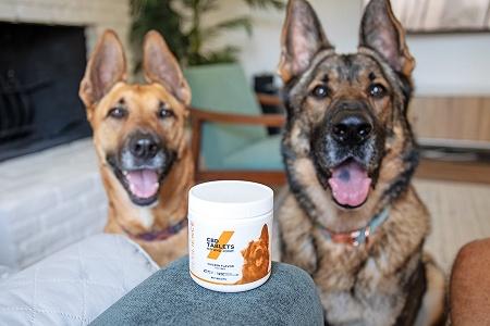 Pet Photography Services  Book a Memorable Photoshoot