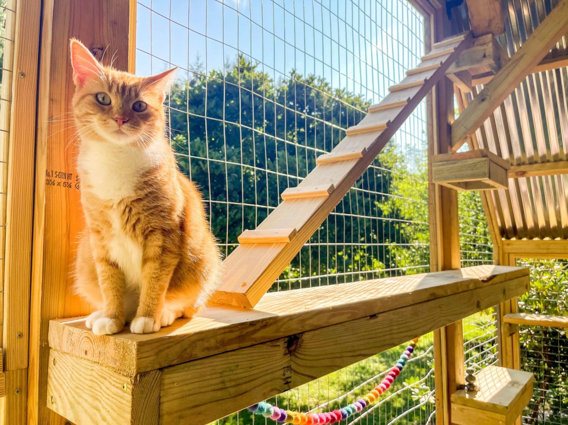 Cat Catio Design for a Safe Outdoor Experience