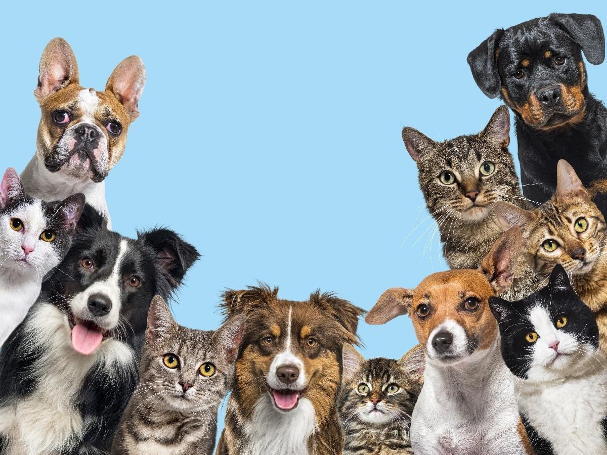 Trusted Pet Boarding in Bangalore