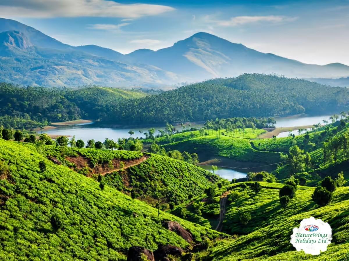 Kerala Tour Packages : Discover Munnar’s Misty Hills & Tea Gardens