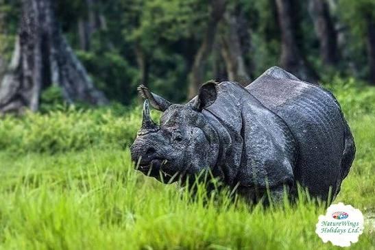 Dooars Tour Package from Kolkata : Explore the Wild Beauty of Dooars