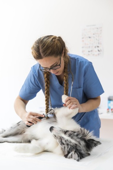 Veterinary Doctors, Veterinary Services