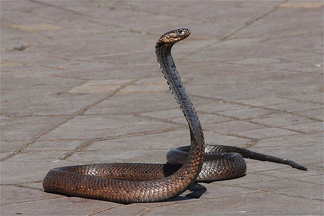 Snake Rescue - Bangalore 24/7