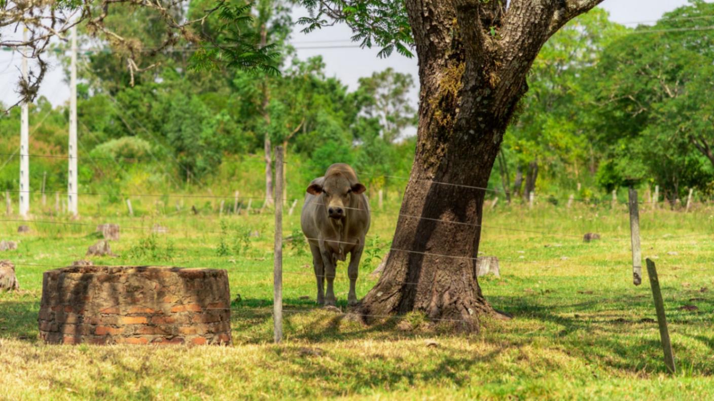 Nellore Pin codes, History, Culture, Attractions, Food