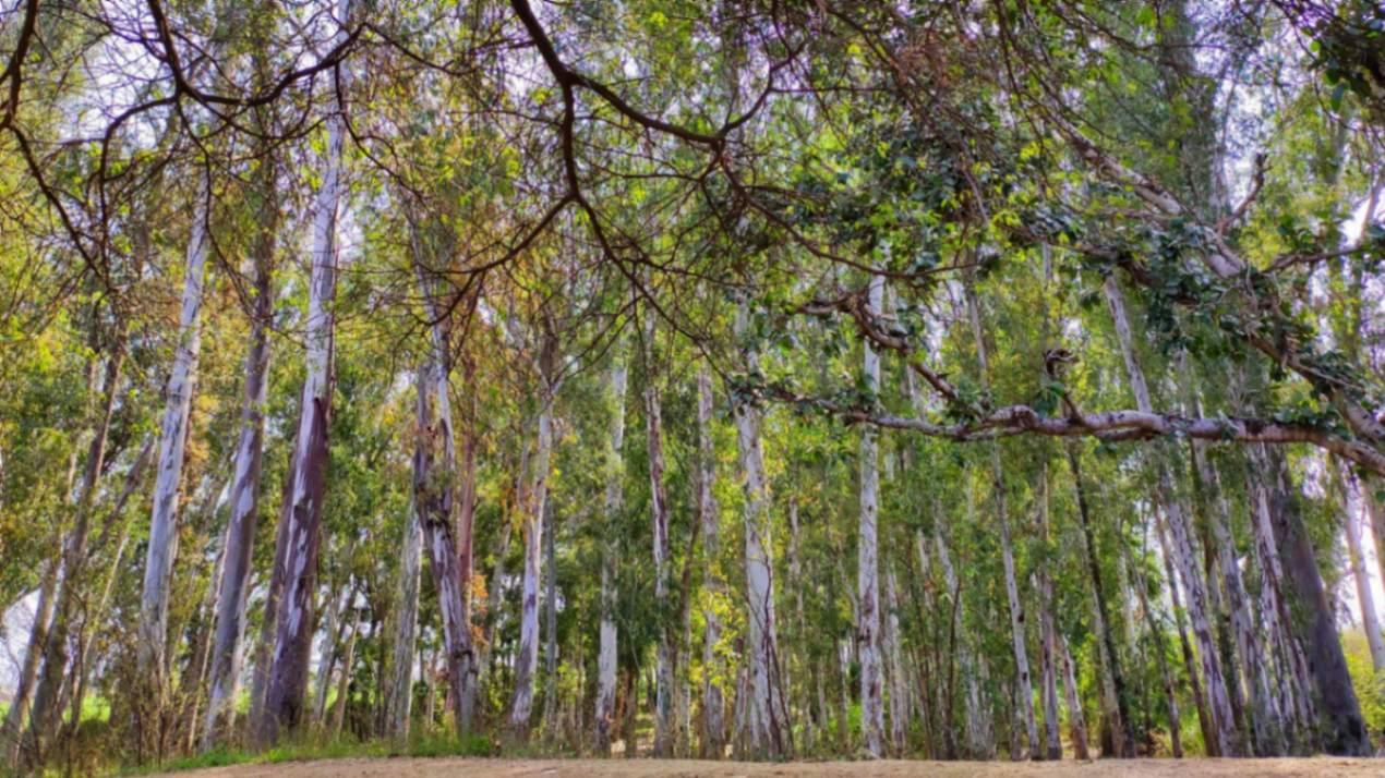 Ludhiana Pin Codes: 5 Most Expensive Areas in Ludhiana