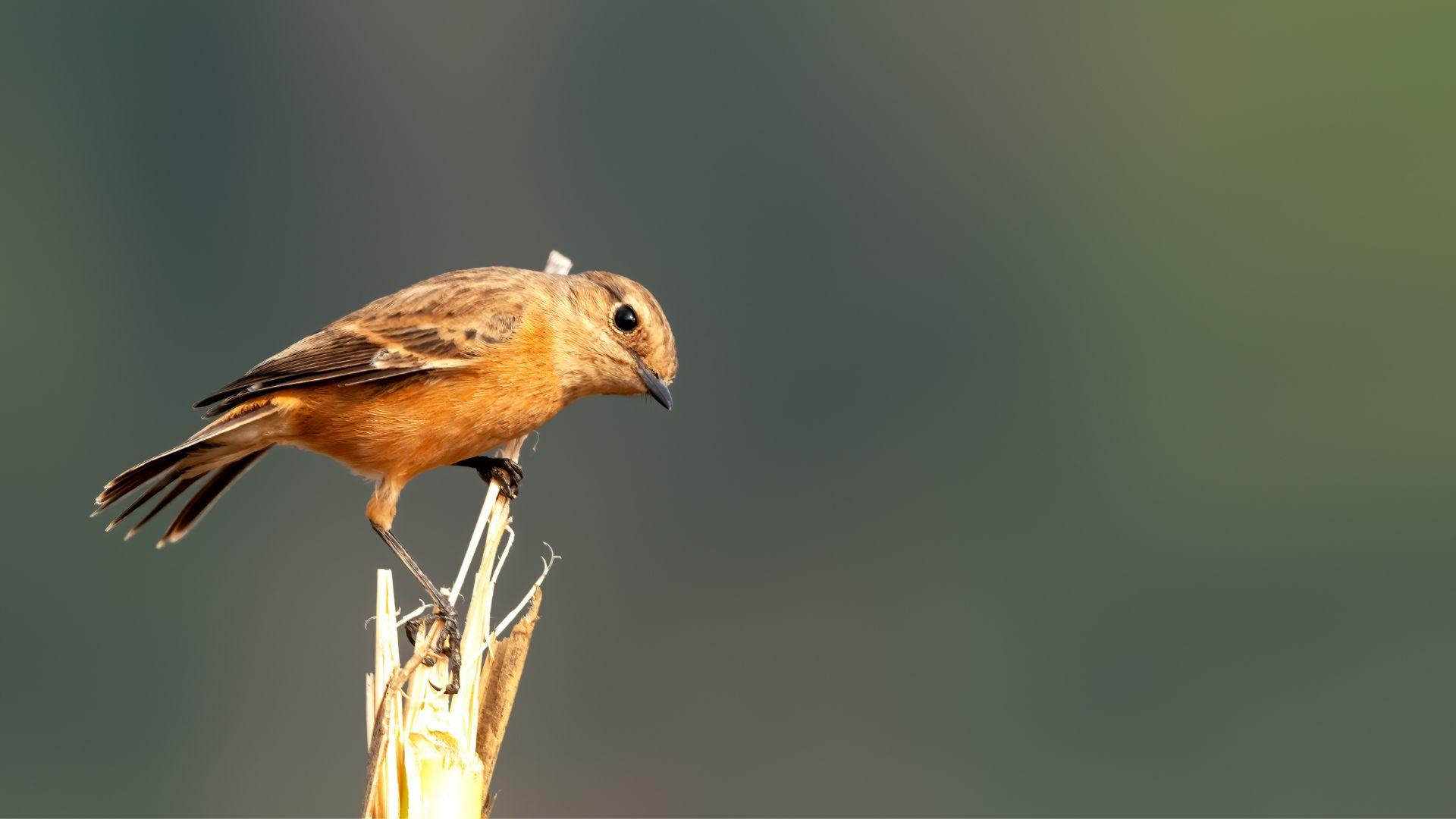 Sambhal Pin Codes, History, Culture, Places to Visit, Food