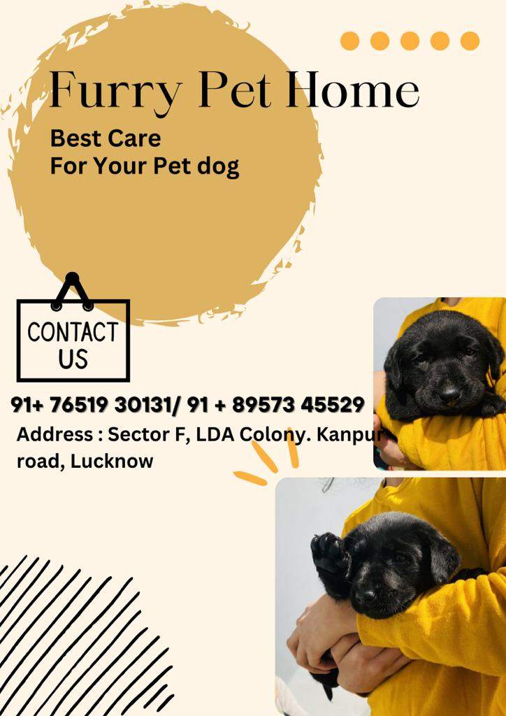FURRY PET HOME (Dog boarding at Lda colony kanpur road) 