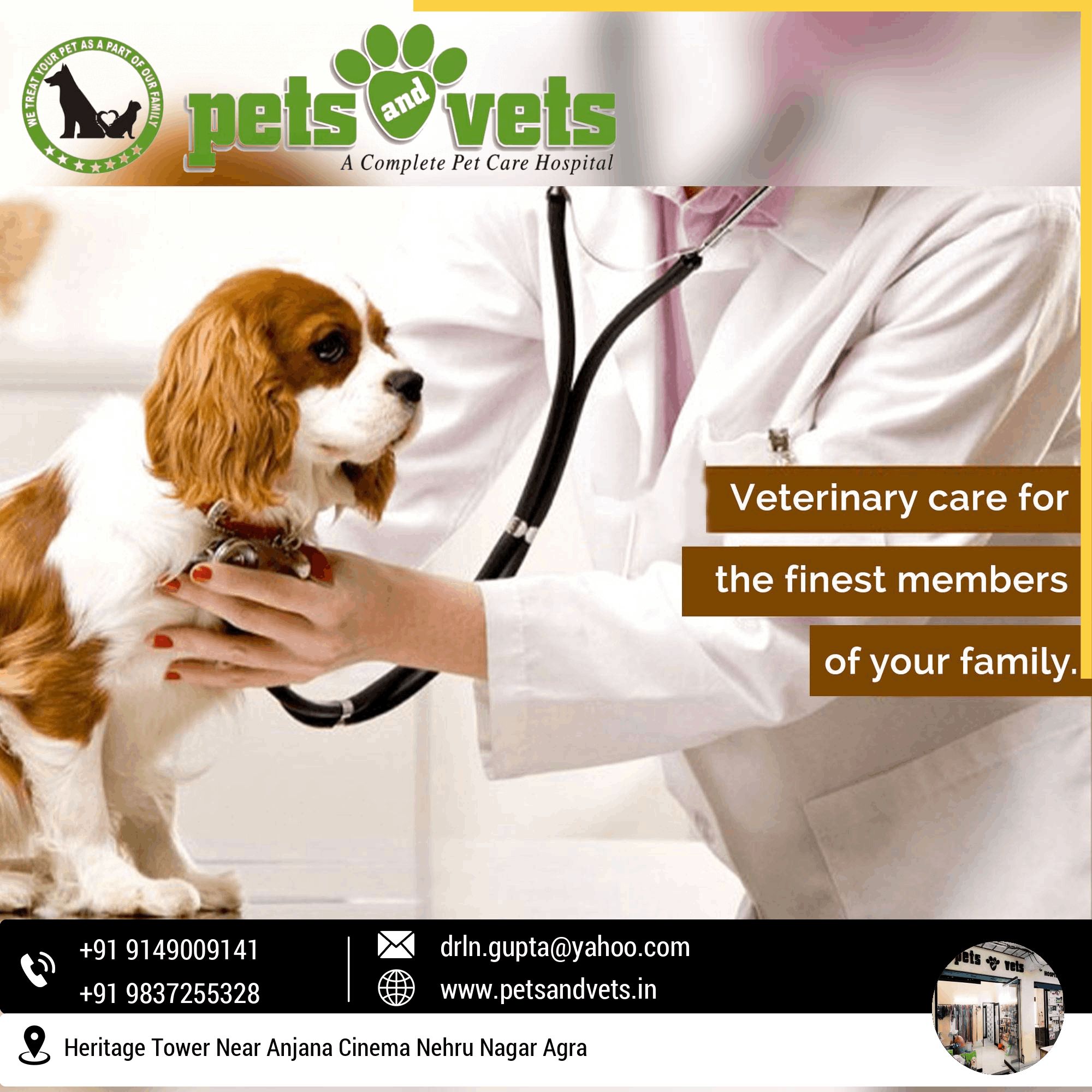 Pet care; Exp: More than 15 year