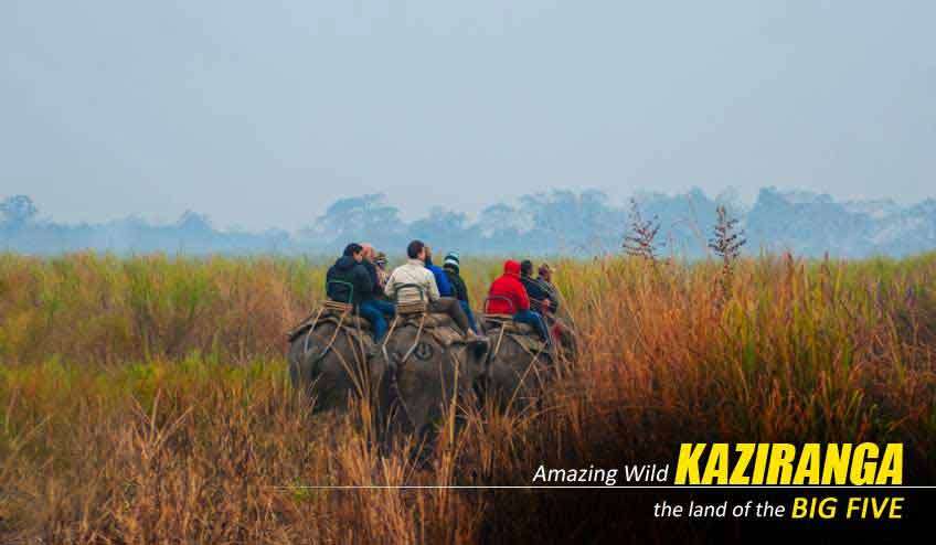 Kaziranga Elephant Safari Package Tour with NatureWings