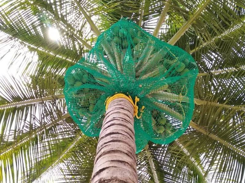 Best Coconut Tree Safety Nets Service Provider in Bangalore | Call "Menorah CocoNets" - 6362539199