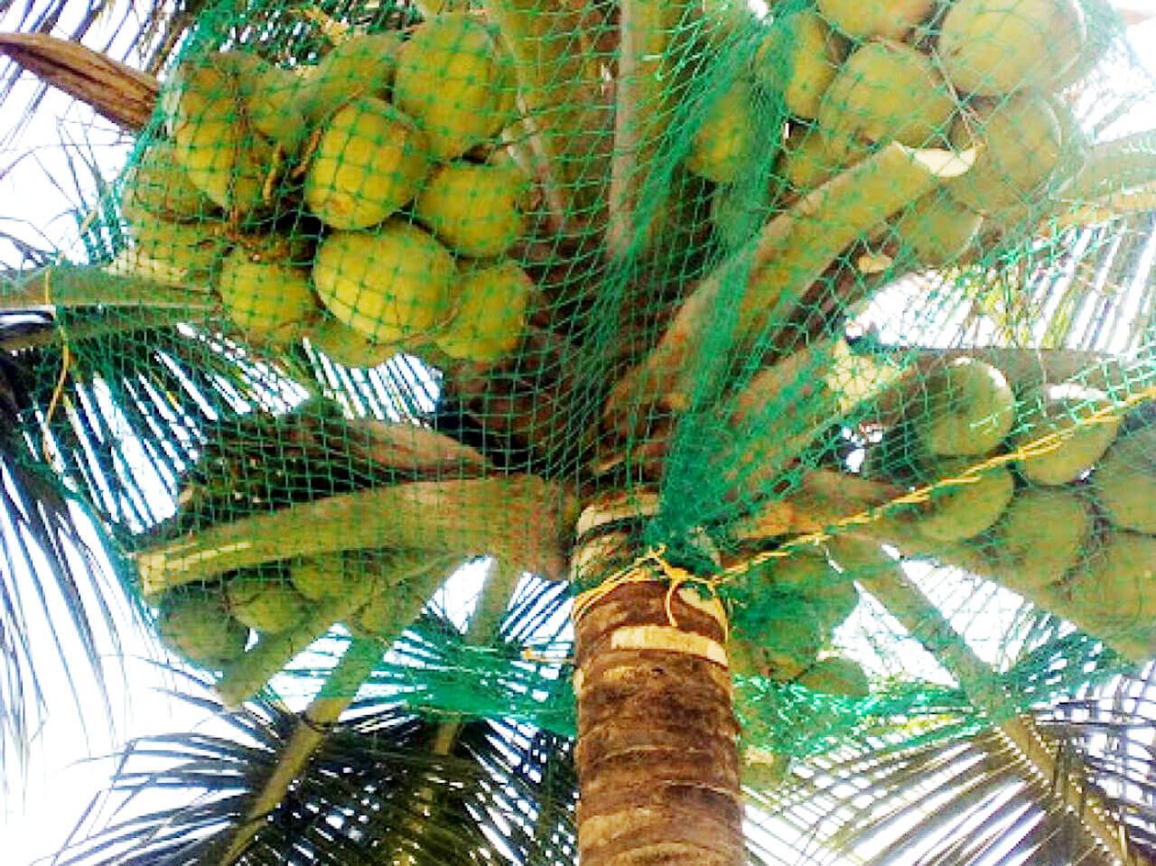 Coconut Tree Safety Net Installation in Bangalore | Call "Menorah CocoNets" - 6362539199